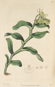 Illustration de Epidendrum umbelliferum (comme syn. Epidendrum umbellatum)